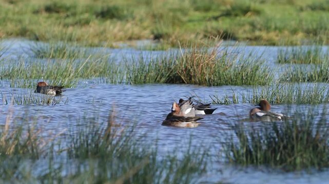 Eurasian Wigeon, Mareca penelope, birds on winter marshes