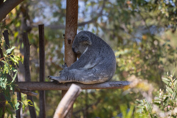 Koala © Scott