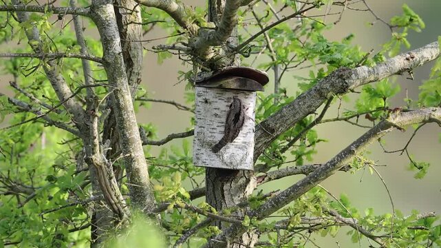 Wryneck (Jynx torquilla) Courtship Germany