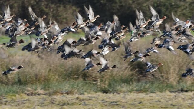 Eurasian Wigeon, Mareca penelope, birds in flight over winter marshes