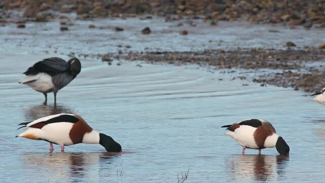 Common Shelduck, Tadorna tadorna, bird on winter marshes, Devon, England, United Kingdom