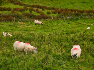 Sheep graze peacefully in lush green pasture. Red markings on wool indicate farm management. Rolling hills and fence lines frame the scene. Ideal for agricultural, rural, or nature-themed projects © mark_gusev