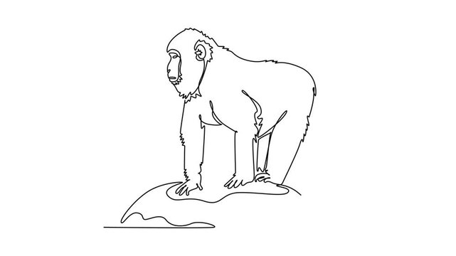 Self drawing animation of single line draw fluffy Japanese macaque standing alertly on all fours atop a rock, showcasing its thick woodland coat, observant gaze. Continuous line. Full length animated