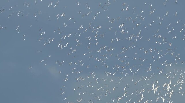 Black-tailed Godwit, Limosa limosa, birds in flight over Marshes, Devon, England, United Kingdom