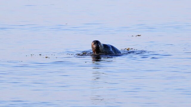 a wild grey seal in the open baltic sea 4k video