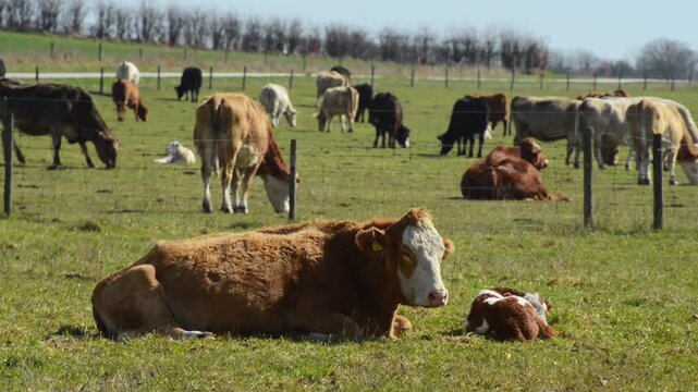 Beef cattle, cow and calf, outdoor year-round on pasture in Kabusa, Ystad municipality, Sk&aring;ne county, Sweden, Scandinavia
