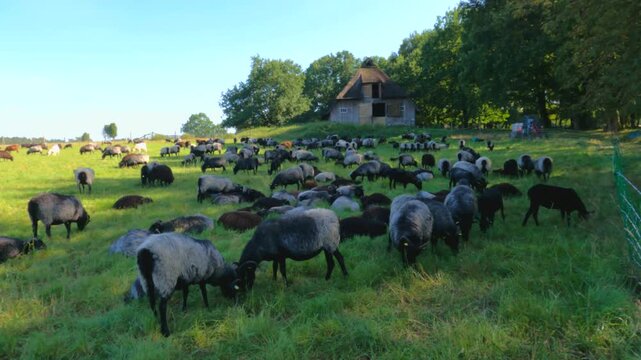 Sheep, Heidschnucken, and goats grazing in front of sheepfold, Wilsede, L&uuml;neburg Heath, Lower Saxony, Germany