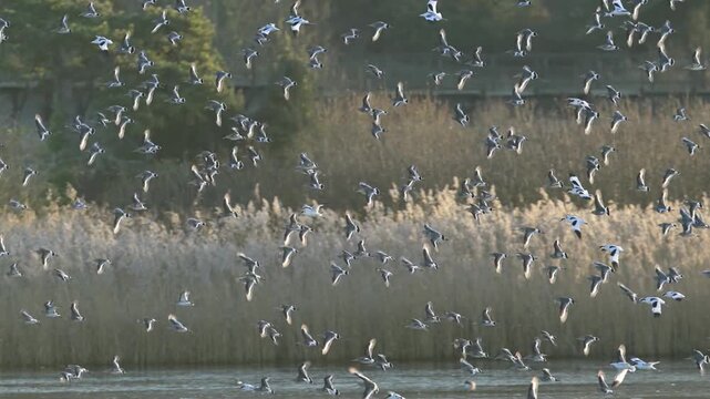 Pied Avocet, Recurvirostra avosetta and Black-tailed Godwit, birds in flight over winter marshes at sunrise