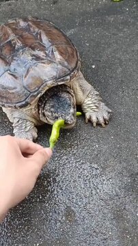 A person offering a green chili pepper to a snapping turtle