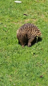 Short-beaked echidna foraging in green grass