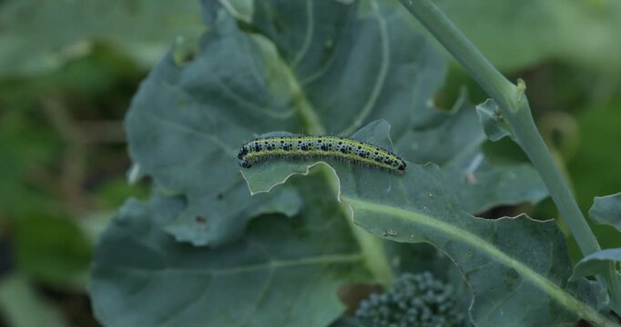 Caterpillar, Cabbage butterfly (Pieris brassicae), eating leaf of a broccoli plant, Rosengarten, Lower Saxony, Germany
