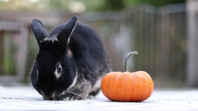 Cute young rabbit on deck eats parsley and chins pumpkin then hops off towards camera slo mo