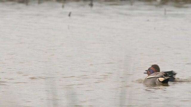 Eurasian Teal, Anas crecca, birds in spring courtship on marshes