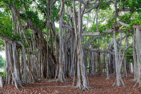banyan tree - Ficus benghalensis, easily recognized by its thick, multi-trunk growth and numerous hanging aerial roots in Sarasota, Indian Beach, USA