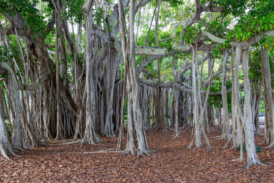 banyan tree - Ficus benghalensis, easily recognized by its thick, multi-trunk growth and numerous hanging aerial roots in Sarasota, Indian Beach, USA