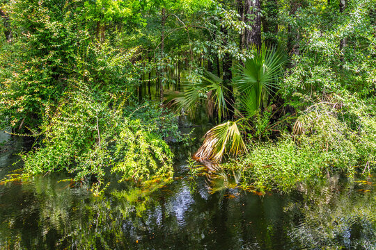 Bald  Trees reflecting in the water in a florida swamp on a warm summer day