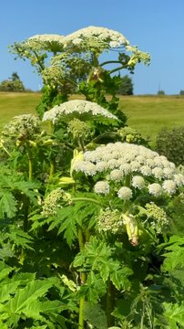 Flowering Giant Hogweed, (Heracleum mantegazzianum) an invasive species that is difficult to eradicate, in Glemminge, Ystad Municipality, Sk&aring;ne County, Sweden, Scandinavia