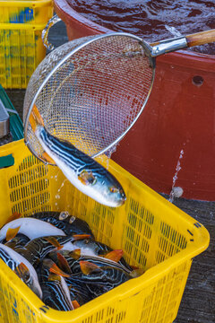 Dynamic action of transferring fresh live striped pufferfish from landing net into yellow basket at bustling fishing port in South Korea.