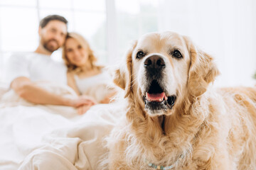Obraz na płótnie Canvas Golden retriever dog lying in bed with happy couple