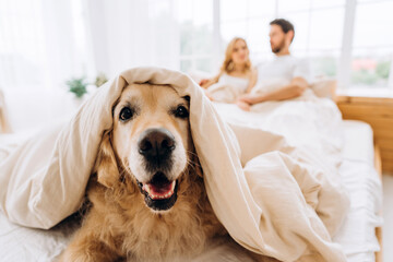 Obraz na płótnie Canvas Golden retriever dog playing hide and seek in bed with couple