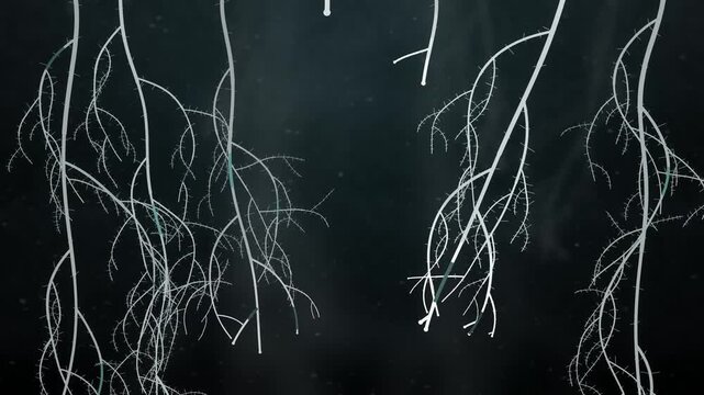 Plant roots branching and spreading downward through dark soil underground seamless loop in rich charcoal tones