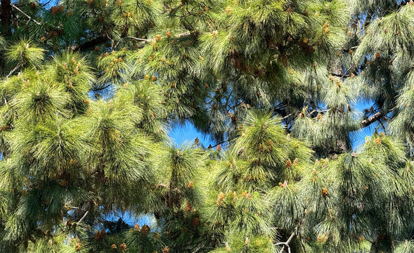 Branches and very long needles of a Monterey pine tree