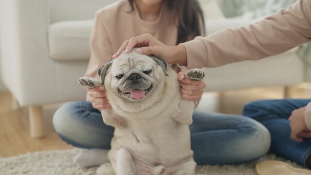 Asian couple family relationship home with happy pug dog pet canine animal companionship, affectionate care, joyful bonding, cozy living room comfort, relaxed indoor family connection and warm