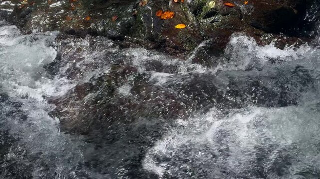 渓流の激しい流れと岩に落ちた紅葉の葉
