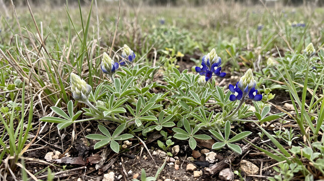 Beautiful Blue-bonnet wildflowers blooming in a natural spring meadow with green leaves and dry grass ground