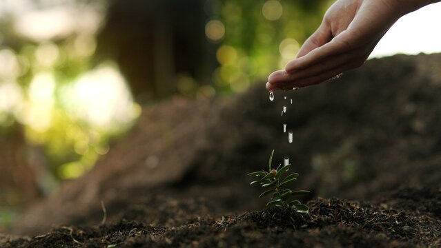 Male gardener hand watering small green plant sprout with falling droplets on fertile soil ground for environmental sustainability, organic gardening and nature conservation concept.