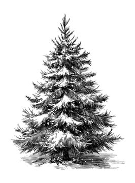 Vintage Hand-Drawn Snow Covered Pine Tree Engraving Illustration