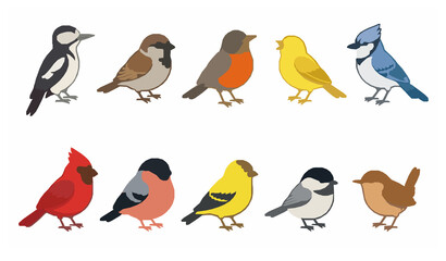 Cute Colorful Wild Birds Collection Flat Cartoon Vector Set © Tapas