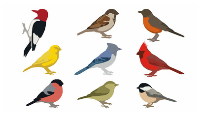Wild Songbird Species Collection Detailed Naturalistic Vector Illustratio © Tapas