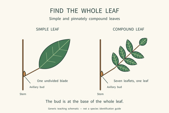 Simple and pinnately compound leaves compared using axillary buds at the whole leaf base