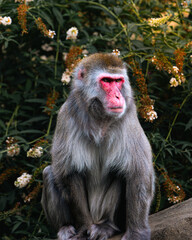 Monkey © Harry
