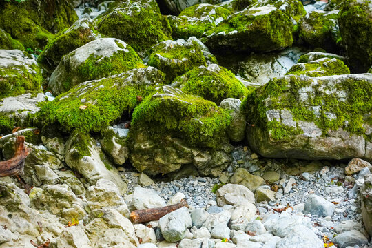 Bright moss cushions spread across pale limestone blocks and gravel in a dry mountain stream bed, a background of habitat biodiversity and carbon capture in cool damp climates.