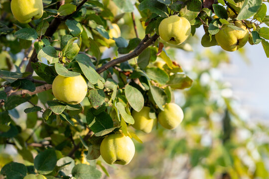 A cluster of ripe yellow green quince hangs on a leafy tree branch in a sunny orchard, a concept of organic farming and autumn harvest.