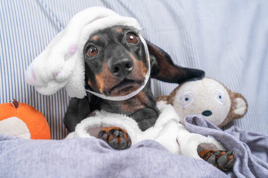A black and tan dachshund dog wearing a fluffy white bunny hood lies on a striped pillow under a lavender blanket beside a plush monkey and a stuffed ball, bedtime comfort for pets.