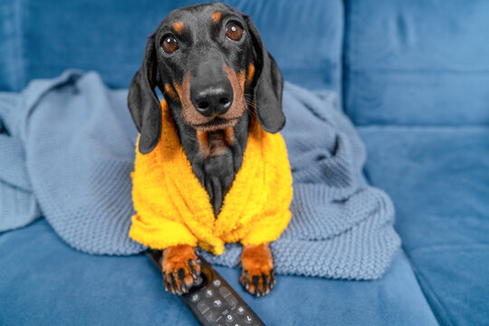 A black and tan dachshund dog wearing a soft yellow robe sits under a knitted blanket on a blue sofa with a remote control between its front paws, a concept of binge viewing at home.