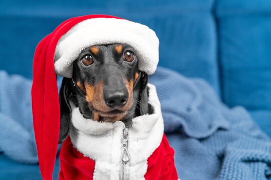 A black and tan dachshund dog dressed in a red and white Santa hat and zipped jacket sits on a blue sofa beside a knitted throw at home, a concept of warm winter comfort indoors.