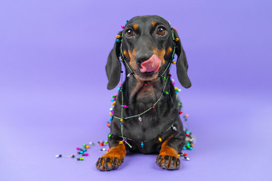 A black and tan dachshund dog sits wrapped in a garland of multicolored bulbs on a violet studio background, tongue curled up over the snout, a playful idea of mischief during decorating season.