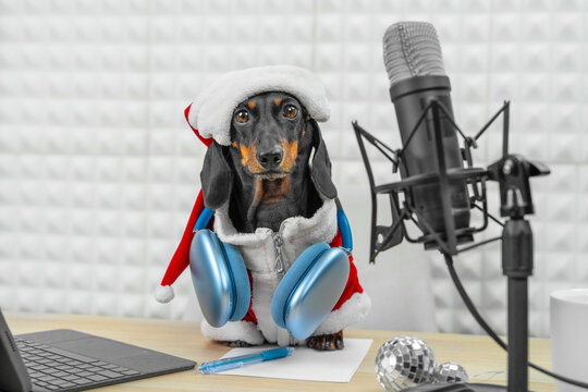 A black and tan dachshund dog in a red Santa suit and hat sits behind blue headphones and a condenser microphone on a desk with a laptop, pen and mirror balls, a festive podcast recording.