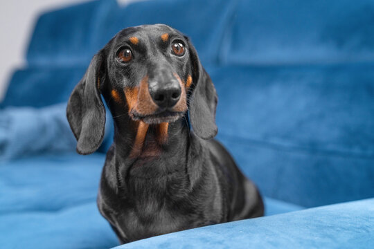 A short haired black and tan dachshund dog leans over the armrest of a blue velvet couch in a bright living room, alert and attentive, a concept of cozy indoor comfort for small breeds.