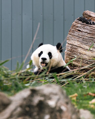 giant panda bear © Harry