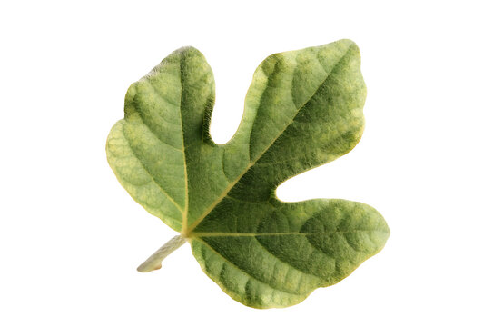 Single fresh fig leaf with distinct lobed shape and green as clean cutout
