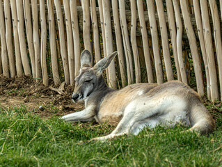 Kangaroo napping along a wooden fence © Ludovic