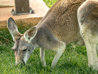 Grey kangaroo grazing on green grass © Ludovic