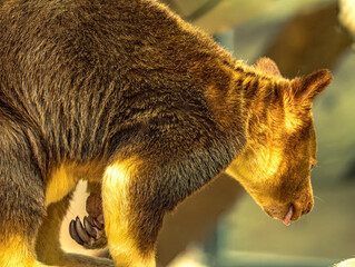 Goodfellow's tree kangaroo looking down © Ludovic