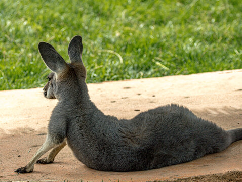 Kangaroo resting on warm sand
