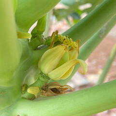 banana tree flower © beni